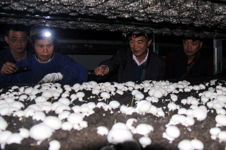 食用菌培育室里面的小白平菇出世了！