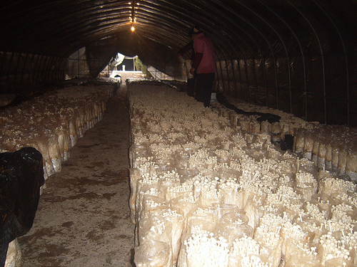 食用菌培養(yǎng)室