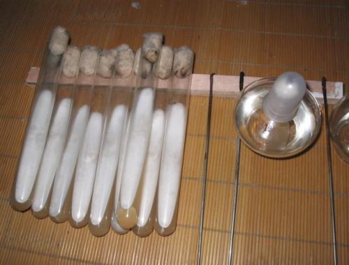 食用菌母種棉塞