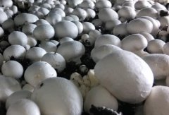 食用菌工廠化生產(chǎn)要注意什么